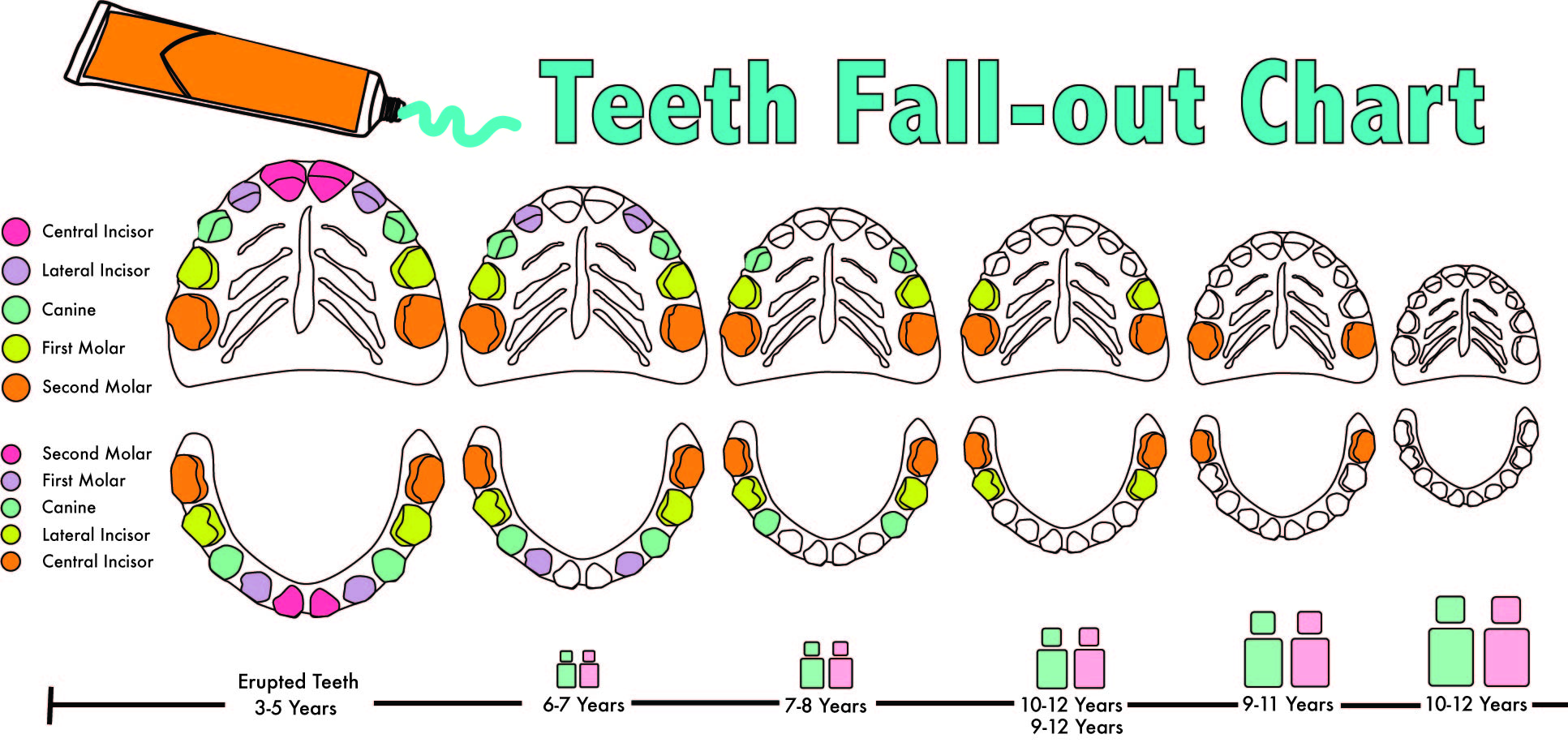 teeth fall diagram 01b task comes dentist days